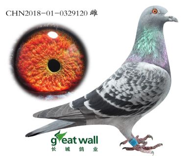 5.鲁道血系.0329120