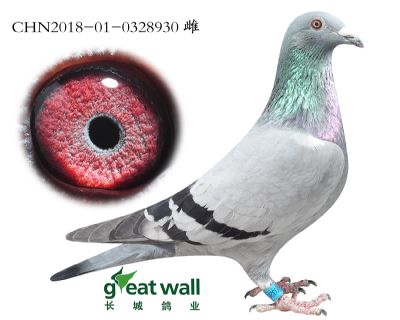 6.尼古拉斯孙代.0328930