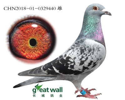 7.灰梦孙代.0329440