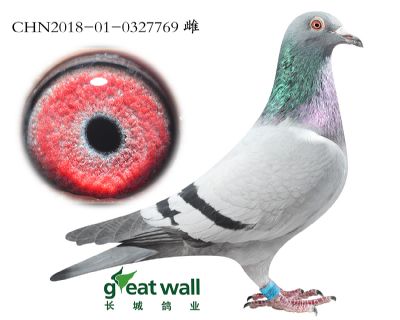 8.零缺陷近血.0327769