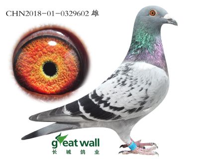 9.赞帕诺鸽王子代.0329602