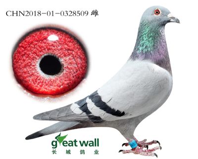 12.蒙拿近血子代.0328509