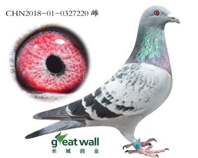 13.林伯格贝蒂子代.0327220