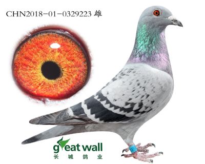 15.劳拉孙代.0329223