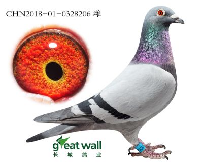 16.斯特拉子代.0328206