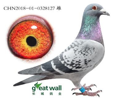 17.灰王子孙代.0328127
