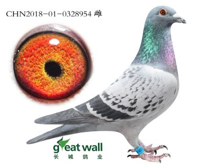 18.布瑞福全国冠军子代.0328954