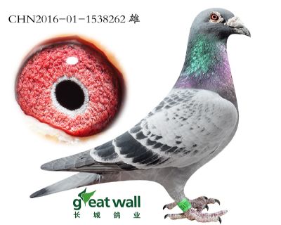 21.奥林匹克003直孙.1538262