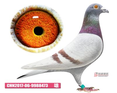 瓦特-小紅號473