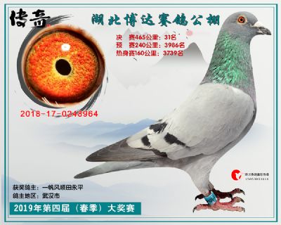 湖北博达决赛31名
