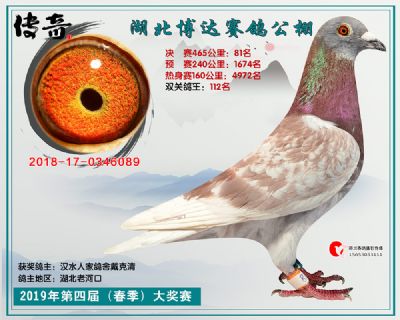 湖北博达决赛81名