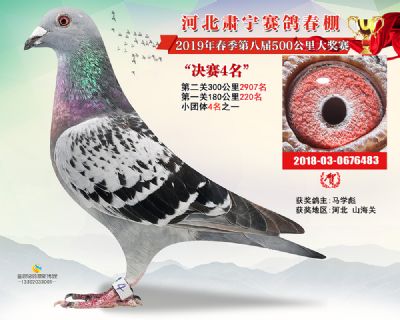 肃宁春棚决赛4名