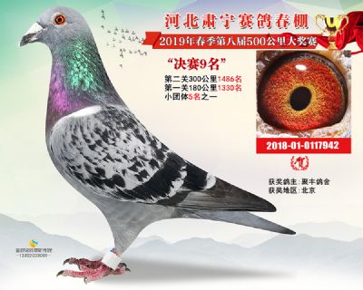 肃宁春棚决赛9名