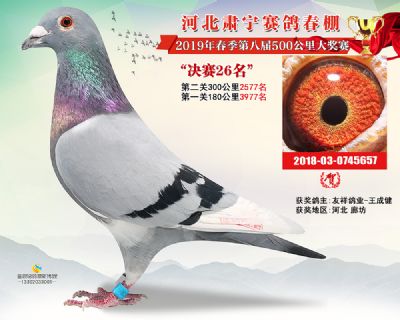 肃宁春棚决赛26名