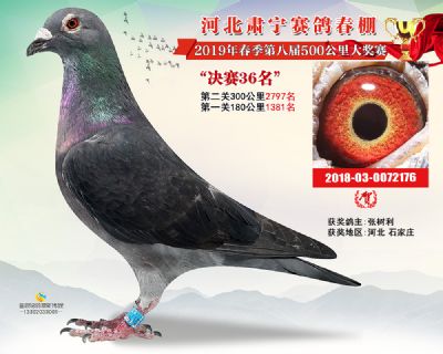 肃宁春棚决赛36名