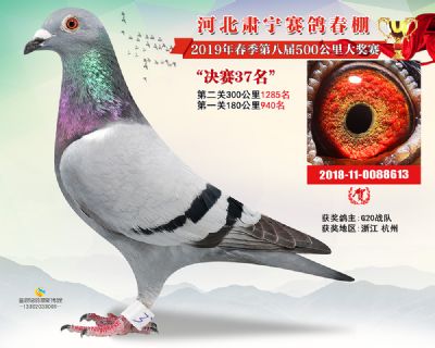 肃宁春棚决赛37名