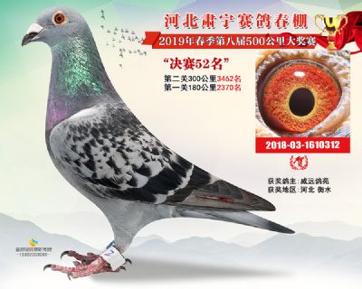 肃宁春棚决赛52名