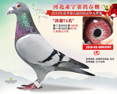 肃宁春棚决赛74名