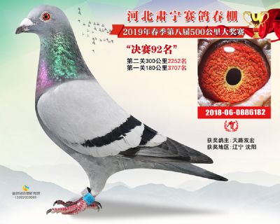 肃宁春棚决赛92名