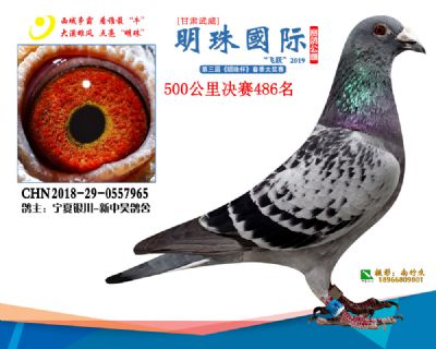 2019武威明珠486