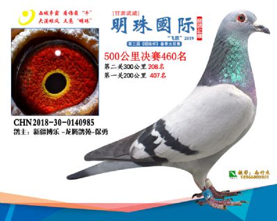 2019武威明珠460