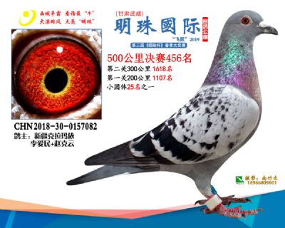 2019武威明珠456