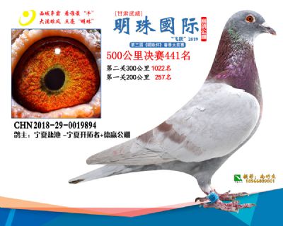 2019武威明珠441