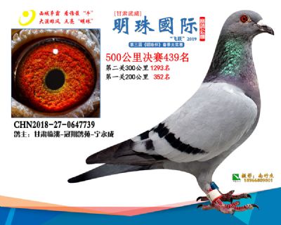 2019武威明珠439