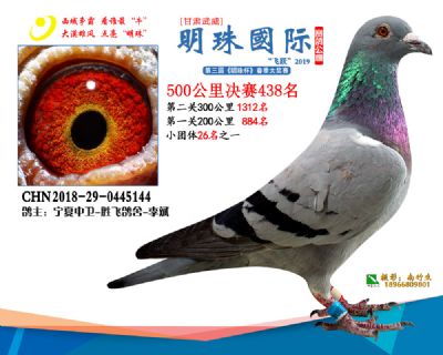 2019武威明珠438