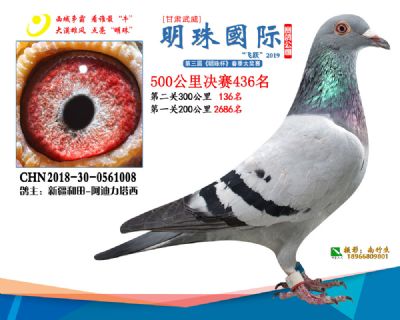 2019武威明珠436