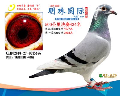 2019武威明珠434