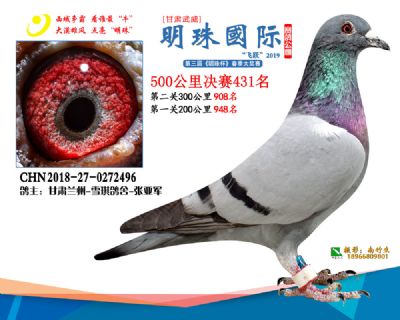 2019武威明珠431