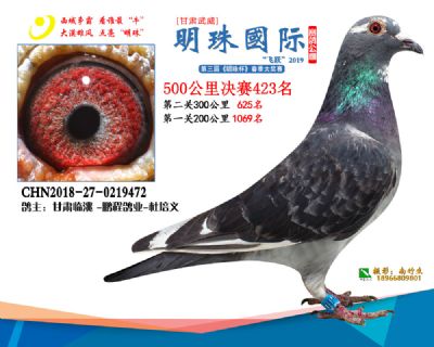 2019武威明珠423