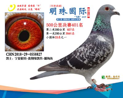 2019武威明珠401