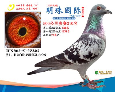 2019武威明珠310