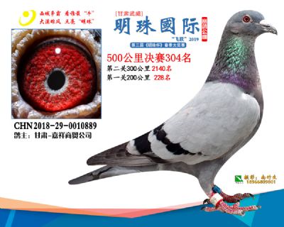 2019武威明珠304