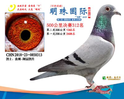2019武威明珠312