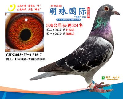 2019武威明珠324