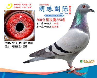 2019武威明珠323