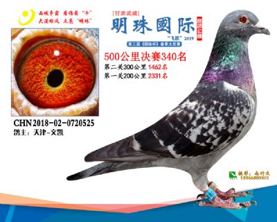 2019武威明珠340