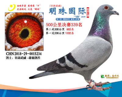 2019武威明珠339