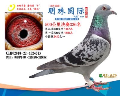 2019武威明珠336