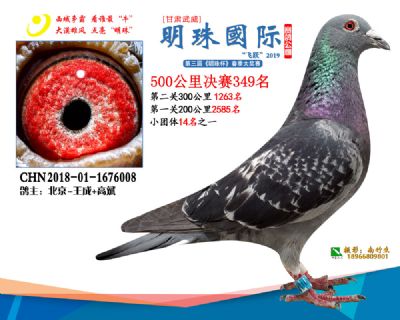 2019武威明珠349