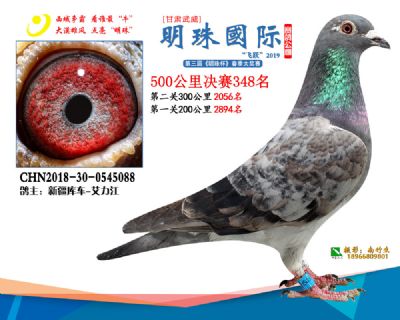 2019武威明珠348