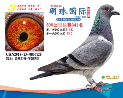 2019武威明珠341