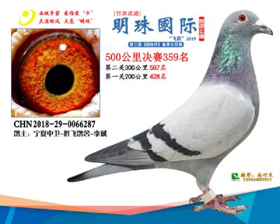 2019武威明珠359