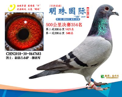 2019武威明珠354