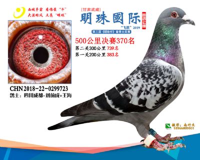 2019武威明珠370