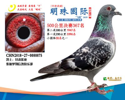 2019武威明珠367