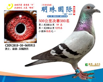 2019武威明珠380